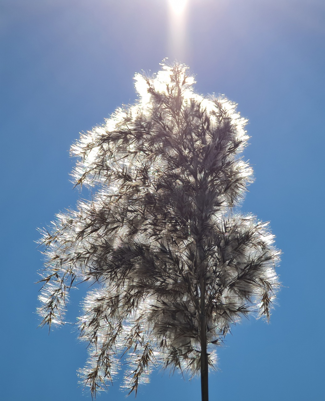 Foto: Jennifer Müller - Valentinstag 2021... Schöner könnte das Wetter nicht sein! Unterwegs zwischen Kulmain und Altensteinreuth... Sonne, ca. -3 Grad und nahezu windstill... Ein Traum! 