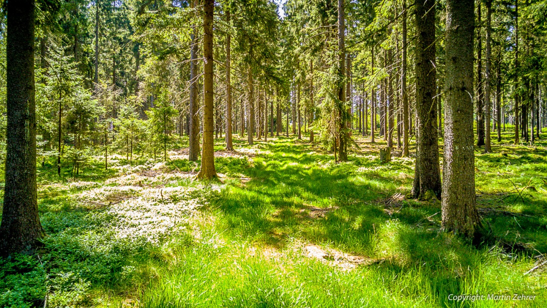 Foto: Martin Zehrer - Wenn ich hier weiter radle, komm ich dann oben auf der Alm zwischen Kulmain und Brand auf die Straße?<br />
<br />
Abkürzung: Ein Feldweg kurz vor Hermannsreuth...<br />
<br />
Gigantische R 