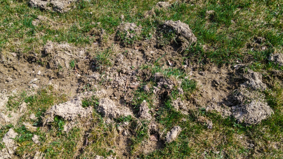 Foto: Martin Zehrer - Hier waren Wildschweine am Werk... Eine Wiese am Armesberg in Waldrandnähe... 