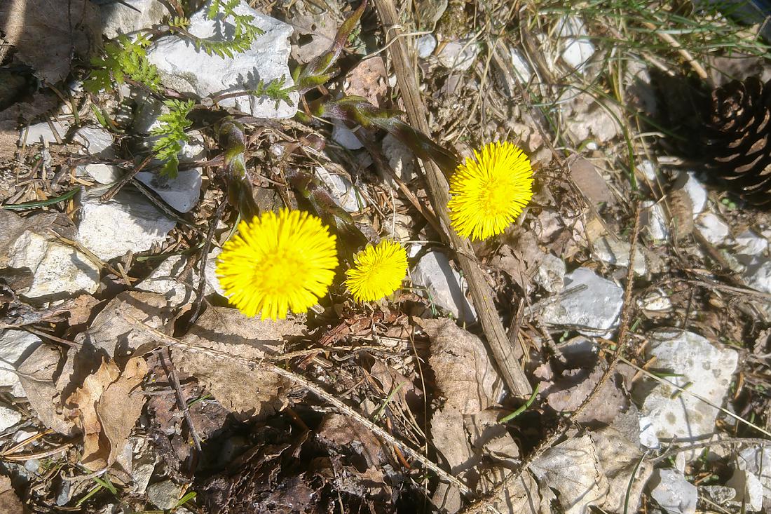 Foto: Martin Zehrer - 27.3.2020 - Oben, am Armesberg...<br />
<br />
Strahlend gelbe Frühlings-Kinder strecken sich der Sonne entgegen... ;-)<br />
<br />
Wegen der Ausgangsbeschränkung nur alleine unterwegs... 