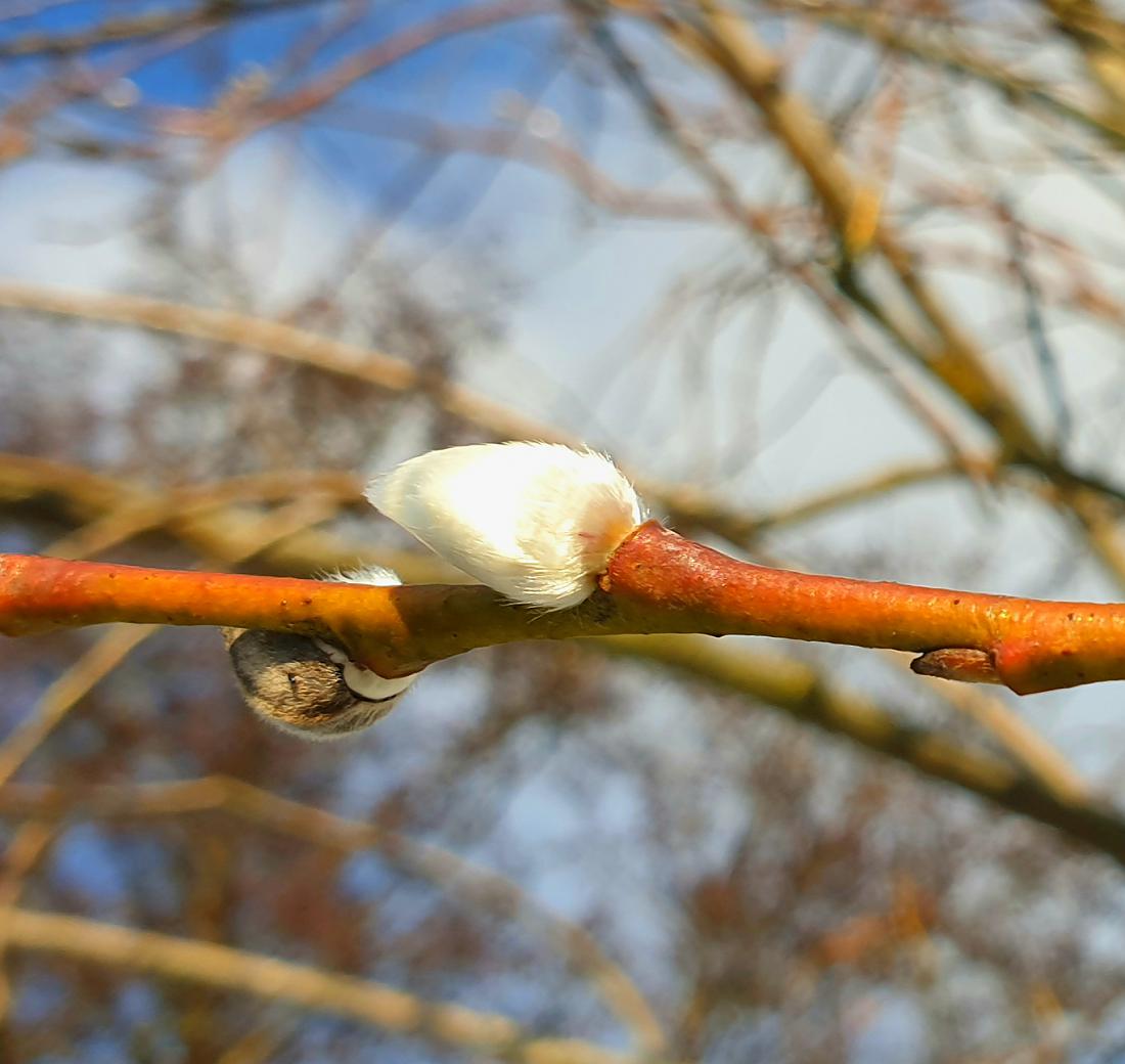 Foto: Martin Zehrer - Die Palm-Kätzchen kommen raus. 10. Januar 2021 