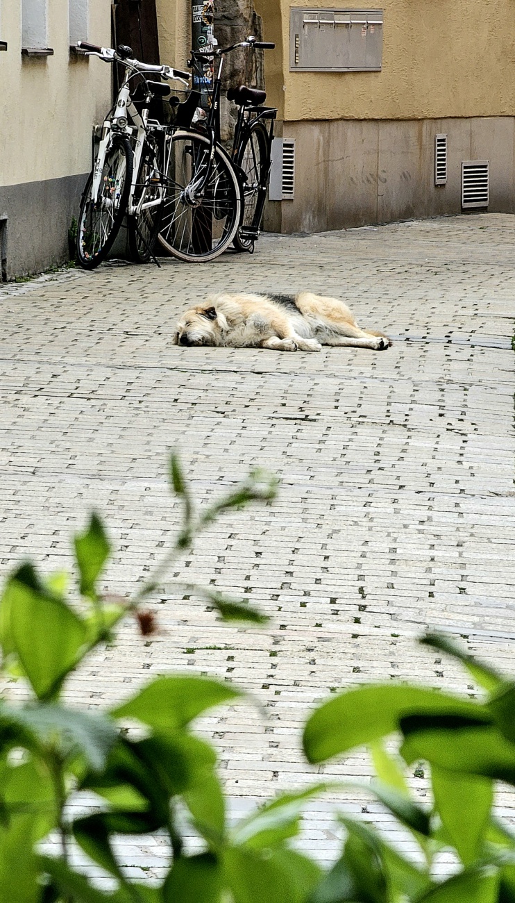 Entspannte Mittagspause in einer Bayreuther Gasse...