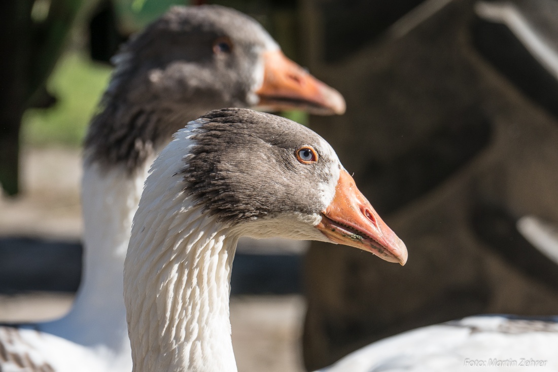 Foto: Martin Zehrer - Schau mir in meine blauen Augen... Gänse auf Köstlers Bauernhof in Hermannsreuth! 