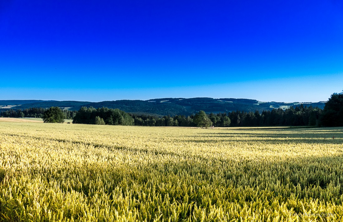 Foto: Martin Zehrer - Blick von Neuköslarn Richtung Wunschenberg bei Erdenweis. Ein herrlicher Sommertag... 