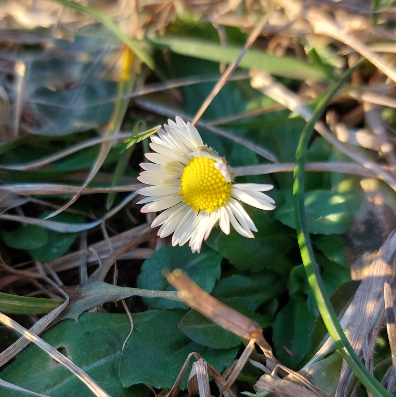 Foto: Martin Zehrer - Unser erstes, in Godas droben gefundenes, Gänseblümchen.<br />
Auf der ganzen Wiese streckten die Frühlings-Boten die Köpfe aus dem Gras.<br />
<br />
23. Februar 2022<br />
<br />
Temperatur: Ca 