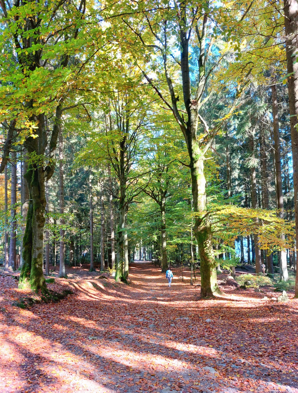 Foto: Martin Zehrer - Herbst-Wunder am Fichtelsee  