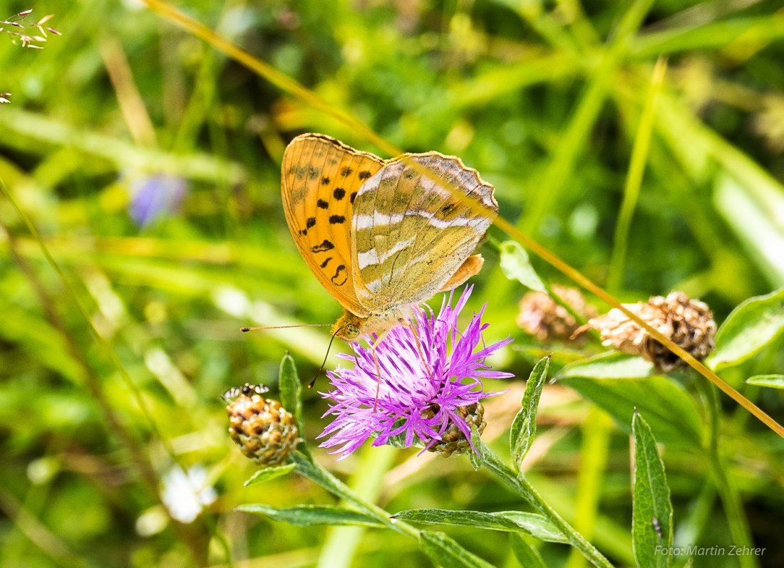 Foto: Martin Zehrer - Ein Schmetterling auf einer relativ unberührten  Wiese am Armesberg droben. 