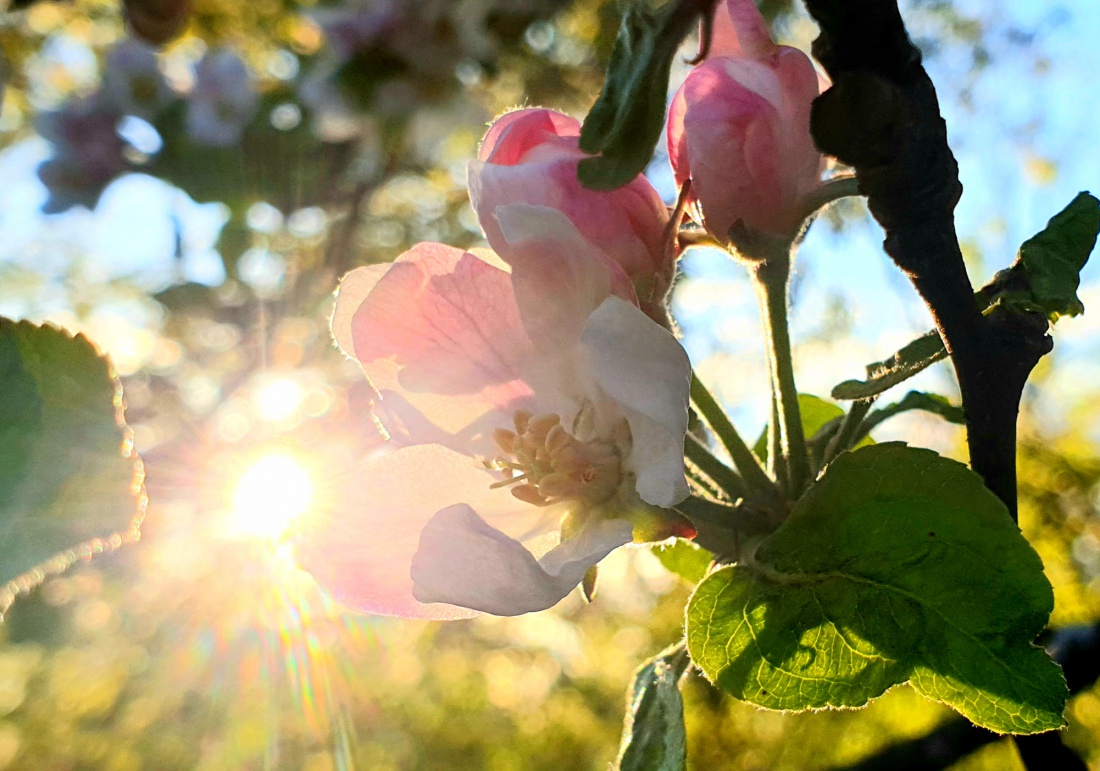 Foto: Martin Zehrer - Schlossberger Blütenpracht in der Abendsonne... und die duften so gut!!! ,-) 