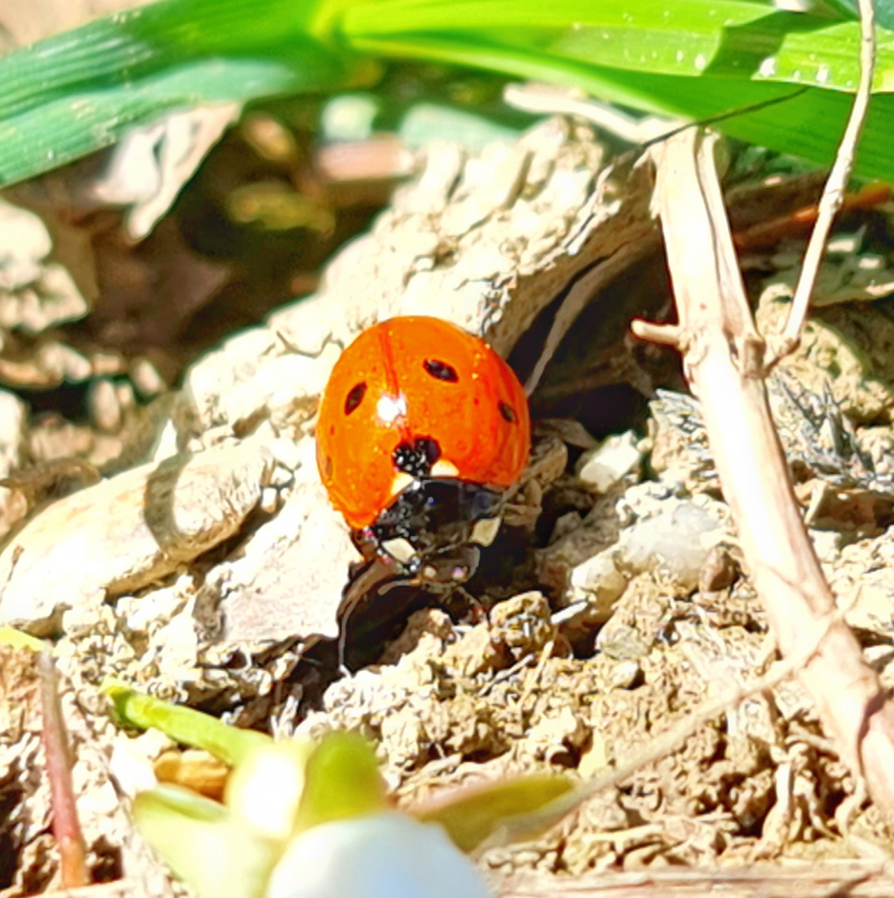 Foto: Jennifer Müller - Frühling!!! :-) 