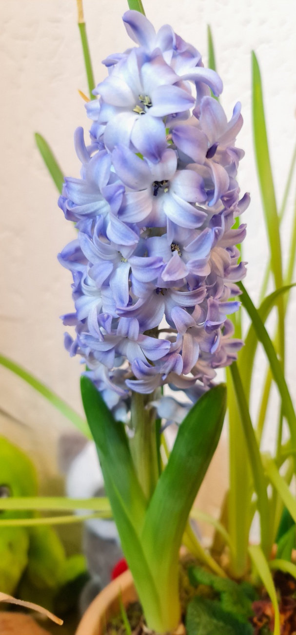 Foto: Jennifer Müller - Hier haben uns richtig liebe Freunde den Frühling fürs Wohnzimmer geschenkt! DANKESCHÖN L+S+R 