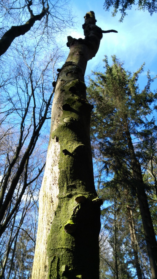Foto: Martin Zehrer - Steinwald - Abegestobener Baum, belagert von Schwämmen... 