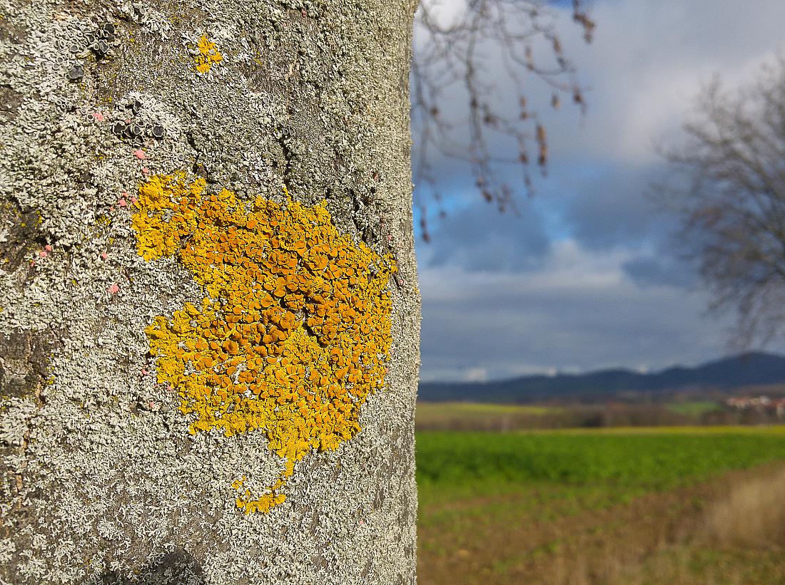 Foto: Martin Zehrer - Baum-Untermieter... 