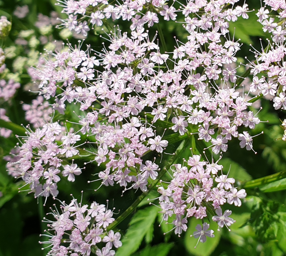 Foto: Martin Zehrer - Blumenwelt droben, bei Godas :-) 