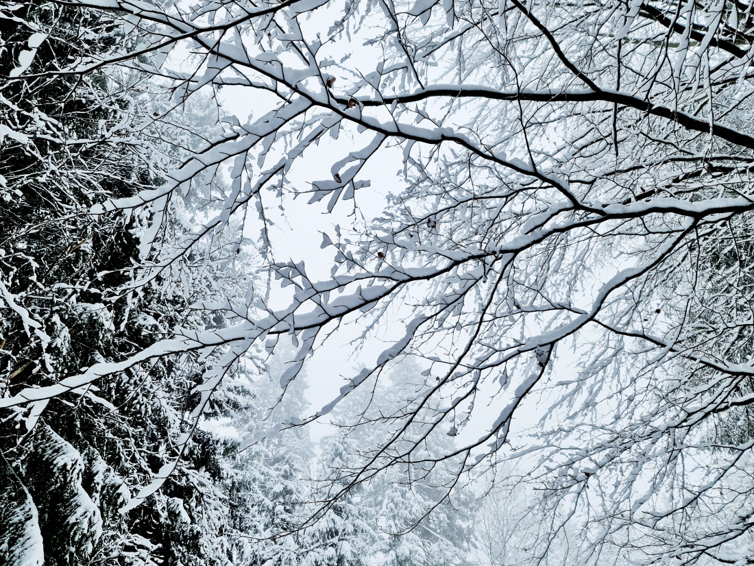 Foto: Jennifer Müller - Es hat wieder geschneit :-)<br />
Nichts wie raus in die wunderschöne Natur!<br />
Heut gehts rauf zur Burgruine Weißenstein. Auf krachendem Schnee durch den Winter-Weihnachts-Wald 