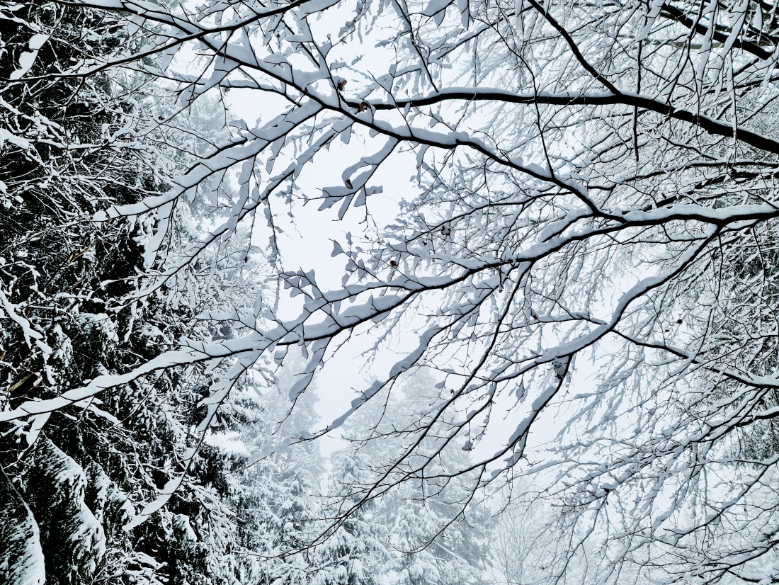 Foto: Jennifer Müller - Es hat wieder geschneit :-)<br />
Nichts wie raus in die wunderschöne Natur!<br />
Heut gehts rauf zur Burgruine Weißenstein. Auf krachendem Schnee durch den Winter-Weihnachts-Wald 