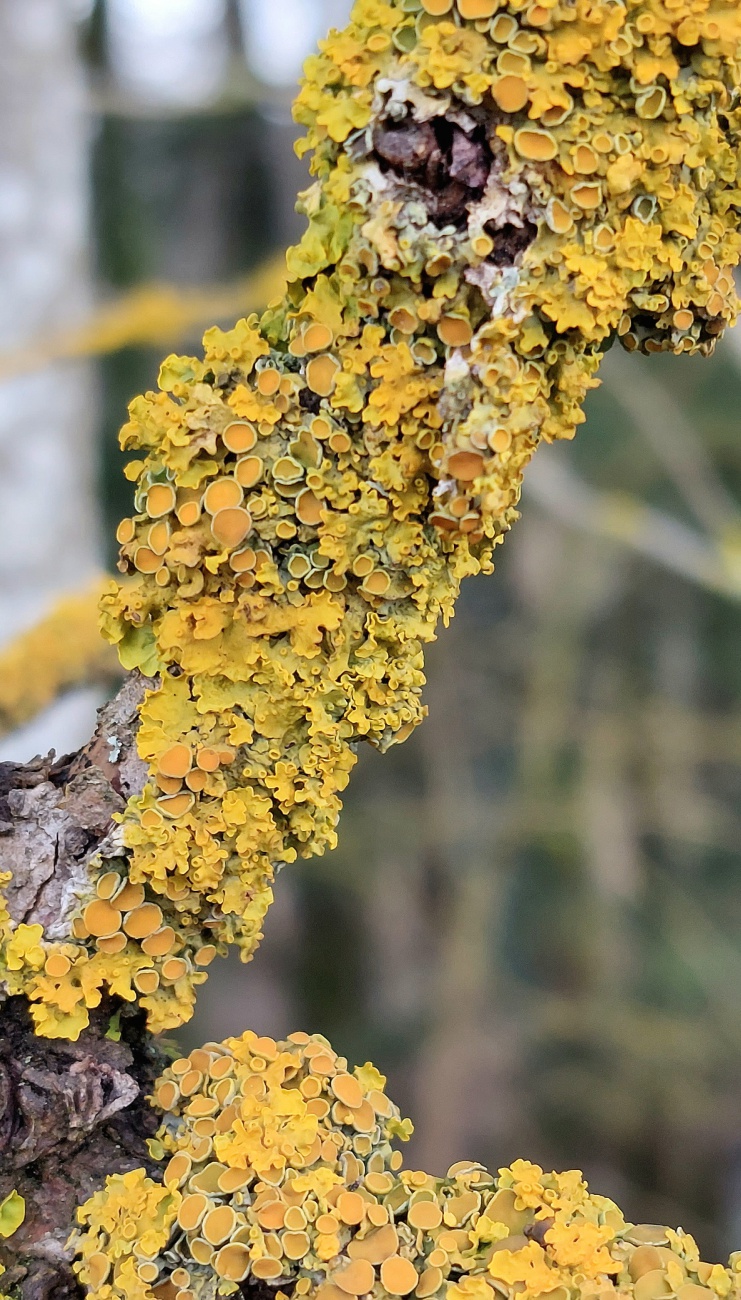 An einem Weg bei Kemnath entdeckt...

Die Gewöhnliche Gelbflechte -  Ein leuchtendes Naturwunder im Wald

Wer aufmerksam durch Wald, Park oder Streuobstwiese spaziert, entdeckt sie schnell an Ästen, Baumrinden oder sogar an alten Zäunen: die leuchtend gelbe Gewöhnliche Gelbflechte. Mit ihrer intensiven Farbe und den vielen kleinen, runden Scheiben wirkt sie wie ein natürlicher Farbakzent in der Landschaft und gehört zu den auffälligsten Flechtenarten in Mitteleuropa.

Was ist die Gewöhnliche Gelbflechte

Die Gewöhnliche Gelbflechte trägt den wissenschaftlichen Namen Xanthoria parietina und ist eine sogenannte Blattflechte. Ihr Lager breitet sich flächig auf der Rinde aus und bildet gewellte, blattartige Lappen. Besonders charakteristisch sind die zahlreichen runden Fruchtkörper, die wie kleine orangefarbene Teller auf der Oberfläche sitzen.

Viele Menschen halten Flechten für Moose oder kleine Pflanzen. Tatsächlich handelt es sich jedoch um eine faszinierende Lebensgemeinschaft aus zwei Partnern. Ein Pilz bildet die Grundstruktur und schützt die Gemeinschaft, während eine Alge im Inneren durch Fotosynthese Nährstoffe produziert. Diese enge Zusammenarbeit ermöglicht es der Flechte, selbst unter schwierigen Bedingungen zu überleben.

Warum ist sie so intensiv gelb

Die auffällige Farbe verdankt die Gelbflechte einem speziellen Farbstoff, der sie vor intensiver Sonneneinstrahlung schützt. Besonders an sonnigen Standorten entwickelt sie ihr kräftiges Gelb oder Orange. In schattigeren Bereichen kann die Färbung etwas blasser erscheinen.

Die Farbe erfüllt also nicht nur einen ästhetischen Zweck, sondern ist Teil einer ausgeklügelten Schutzstrategie. Sie hilft der Flechte, starke Strahlung zu tolerieren und auch an exponierten Standorten zu gedeihen.

Lebensraum und Verbreitung

Die Gewöhnliche Gelbflechte wächst vor allem auf Baumrinden, bevorzugt an nährstoffreichen Standorten. Häufig findet man sie an Feldrändern, in Obstgärten oder entlang von Wegen. Sie besiedelt aber auch Mauern, Zäune und sogar Dächer.

Im Gegensatz zu vielen anderen Flechten ist sie relativ unempfindlich gegenüber Luftverschmutzung. Deshalb kommt sie auch in Siedlungsnähe oder in Städten vor. Ihre Anpassungsfähigkeit macht sie zu einer der am weitesten verbreiteten Flechtenarten Europas.

Bedeutung für das Ökosystem

Flechten sind wichtige Bestandteile natürlicher Lebensräume. Sie bieten Mikroorganismen und kleinen Insekten Lebensraum und tragen zur biologischen Vielfalt bei. Zudem reagieren viele Flechtenarten empfindlich auf Umweltveränderungen, weshalb sie in der Forschung als Bioindikatoren genutzt werden.

Die Gewöhnliche Gelbflechte zeigt, wie widerstandsfähig und zugleich empfindsam Natur sein kann. Ihre Präsenz erzählt eine Geschichte von Anpassung, Kooperation und Überlebenskunst.

Ein Blick lohnt sich

Beim nächsten Spaziergang lohnt es sich, einen Moment innezuhalten und die Rinde eines Baumes genauer zu betrachten. Zwischen Moosen und Strukturen der Rinde leuchtet oft das intensive Gelb der Flechte hervor. Was auf den ersten Blick unscheinbar wirkt, entpuppt sich bei näherem Hinsehen als komplexe und beeindruckende Lebensform.

Die Gewöhnliche Gelbflechte ist ein kleines Naturwunder, das uns zeigt, wie vielfältig und erstaunlich selbst die unscheinbarsten Organismen sein können. 