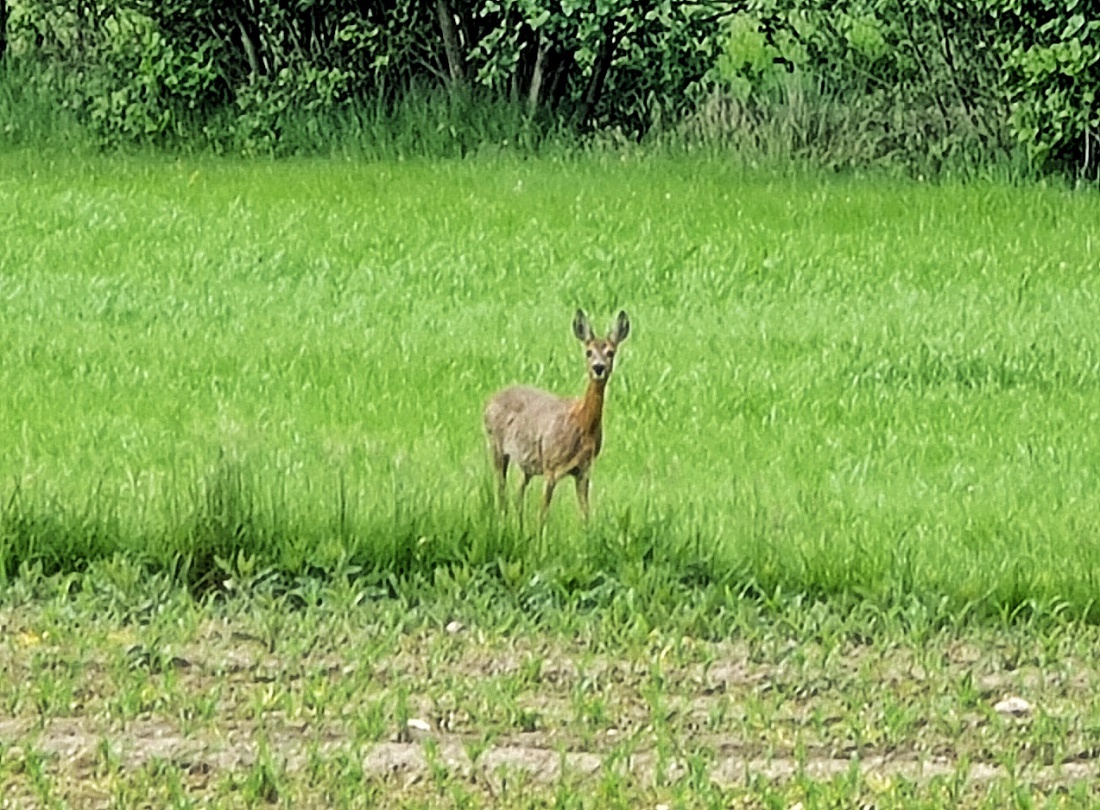 Foto: Jennifer Müller - Gesehen heute am 12.06.2021 zwischen Immenreuth und Berndorf. 