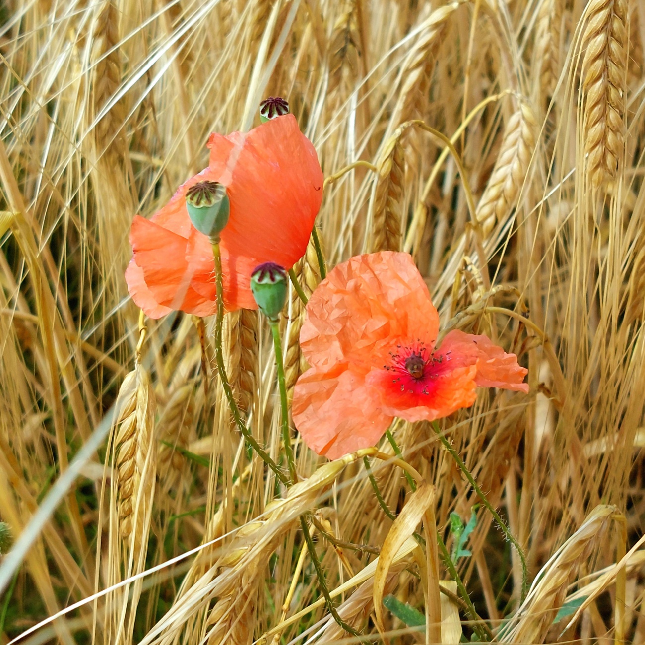 Foto: Martin Zehrer - Rot im Acker... 