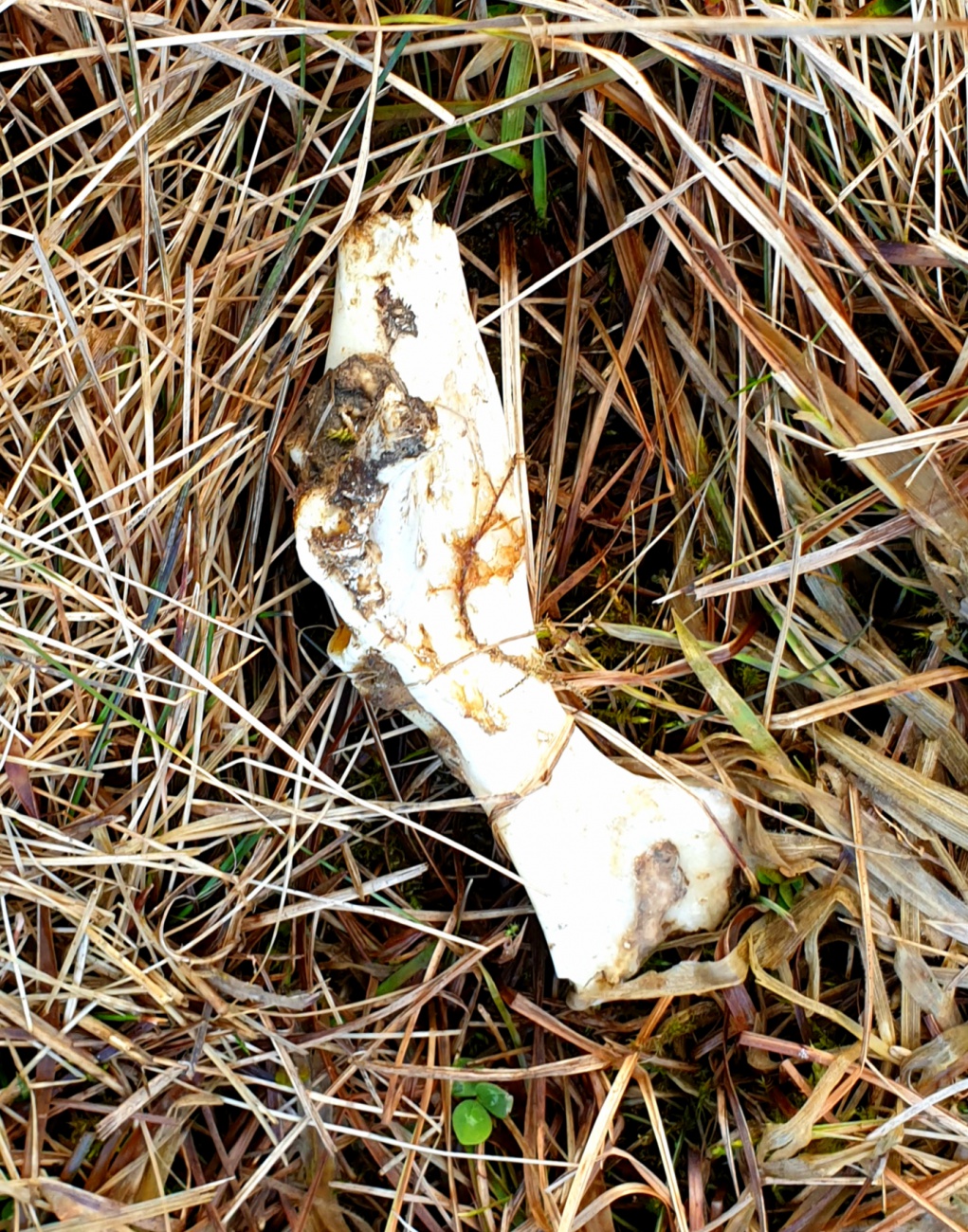 Foto: Martin Zehrer - Knochen auf einer Wiese bei Ebnath 