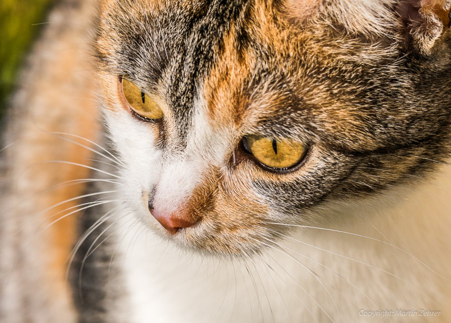 Foto: Martin Zehrer - Katze Wadi aus Godas. Immer ein waches Auge ;-) 