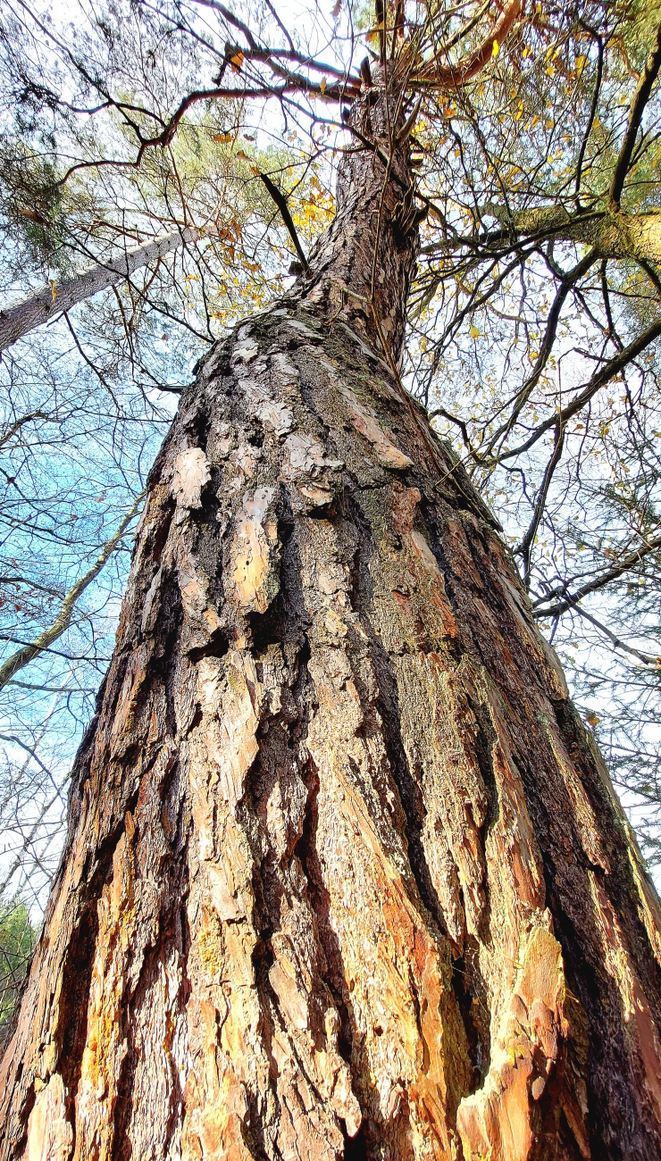 Foto: Martin Zehrer - Gigantischer Baum am Rußweiher.  