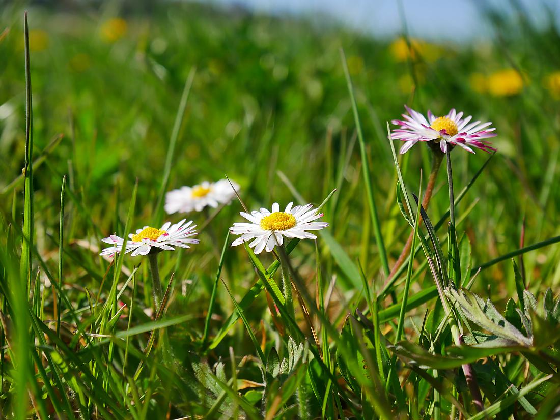 Foto: Martin Zehrer - Da legst di nieder... Wandern an der Tauritzmühle - 14. April 2019 