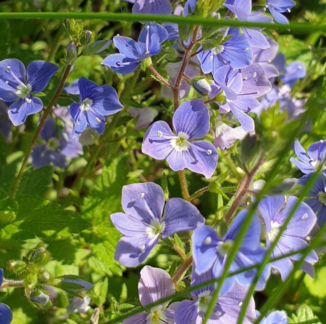 Foto: Martin Zehrer - Blumenpracht zwischen Godas und Neusteinreuth 