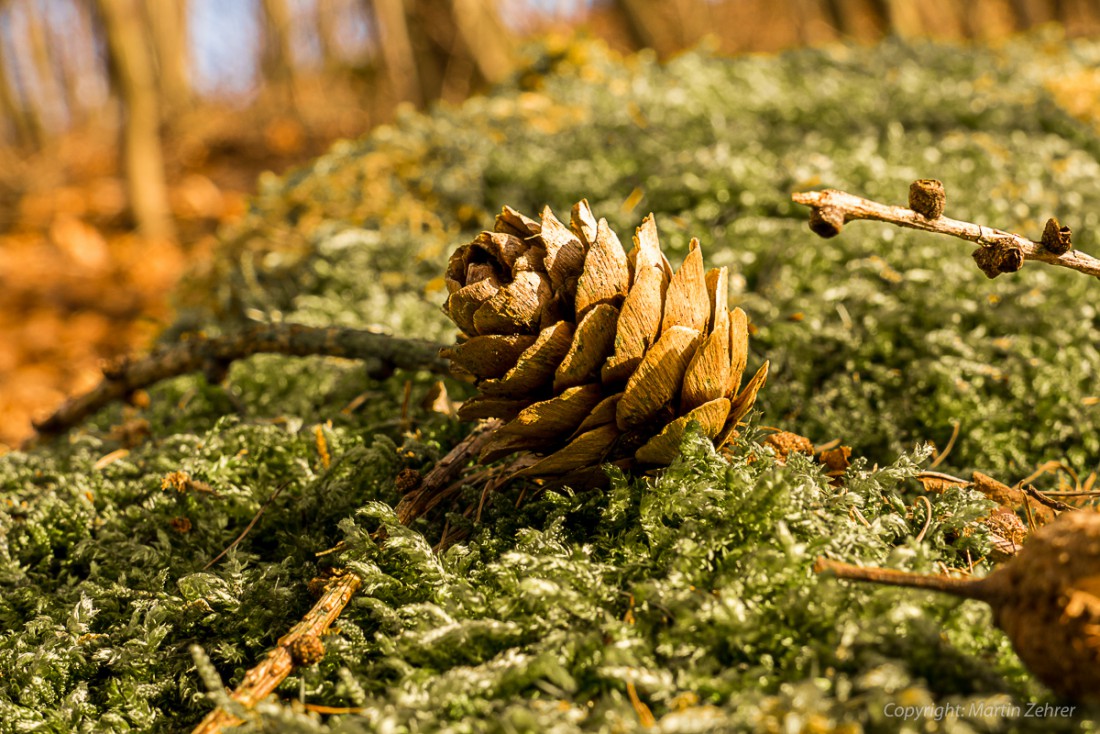 Foto: Martin Zehrer - Frühling auf dem Armesberg. Erste Hummeln fliegen durch die Gegend. Schmetterlinge lassen sich entdecken. Grüne kleine Pflanzen drücken mit aller Kraft durch das Herbstla 