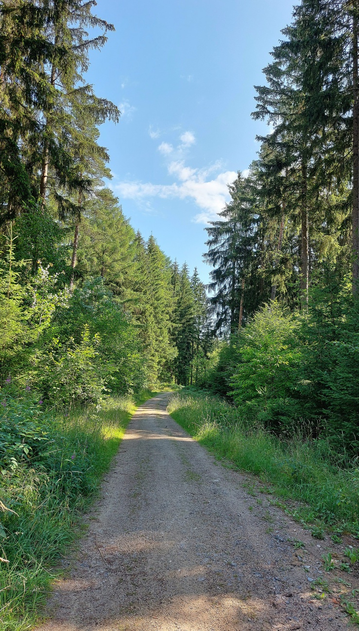 Foto: Martin Zehrer - Frischluft-Tankstelle Wald! 