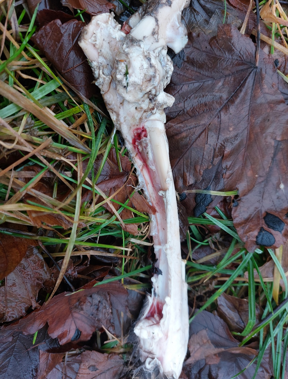 Foto: Martin Zehrer - Knochen auf einer Wiese bei Godas...<br />
Am Donnerstag, 30. Dezember 2021, haben wir beim Spaziergang dieses Bein eines Rehs ca. 300 Meter oberhalb von Godas entdeckt.<br />
An z 