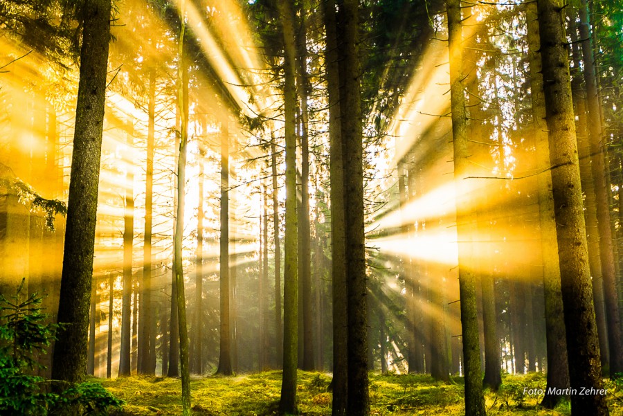 Foto: Martin Zehrer - Es leuchtet durch den Wald. Unendliche Helligkeit und bezaubernde Strahlen trafen wir in Godas, im Zissler-Wald an. Ein einmaliger Moment... Matthias F. gab den entscheid 