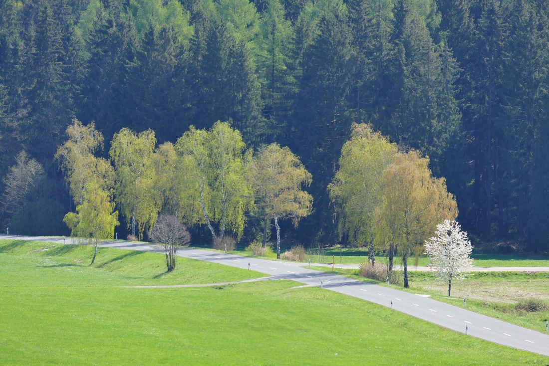 Foto: Martin Zehrer - Frühling - der Blick ins Tal zwischen Godas und Trevesen. <br />
Die Bäume stehen in der Blüte... 