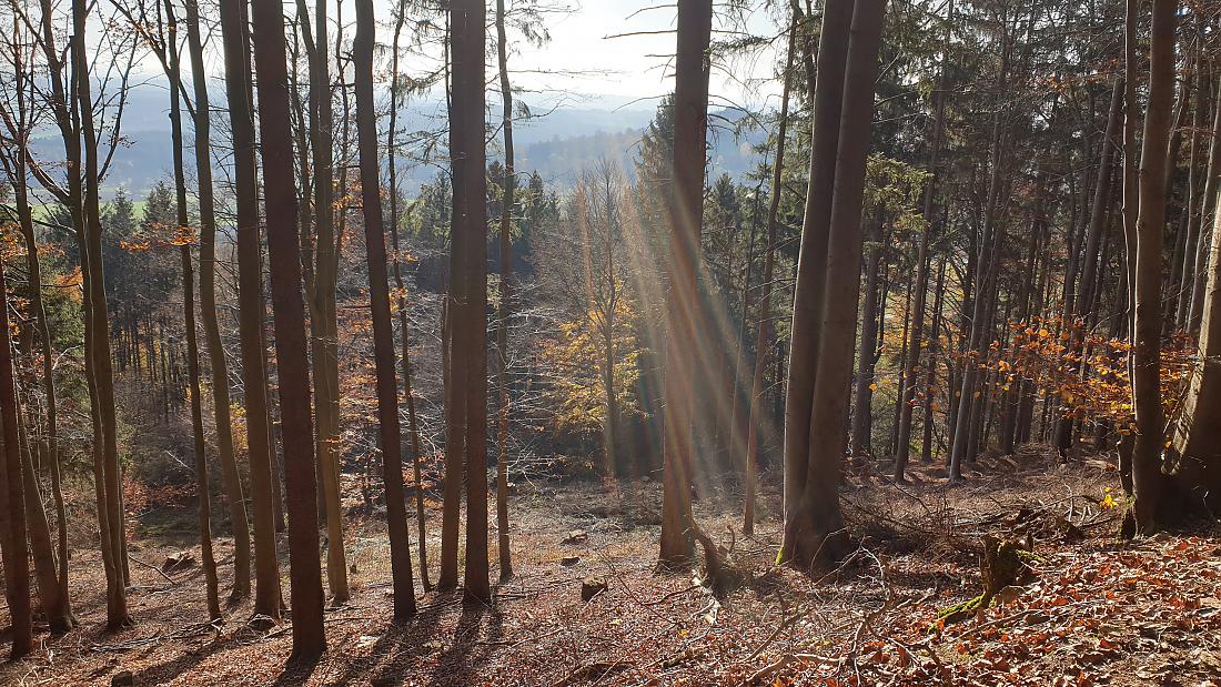 Foto: Martin Zehrer - Hammer-Wetter am 7. November 2020<br />
<br />
Die Wanderung ging von Godas nach Waldeck, von dort quer durch den Wald hinauf zum Zisslar-Hut bei Zwergau und dann wieder nach Godas 