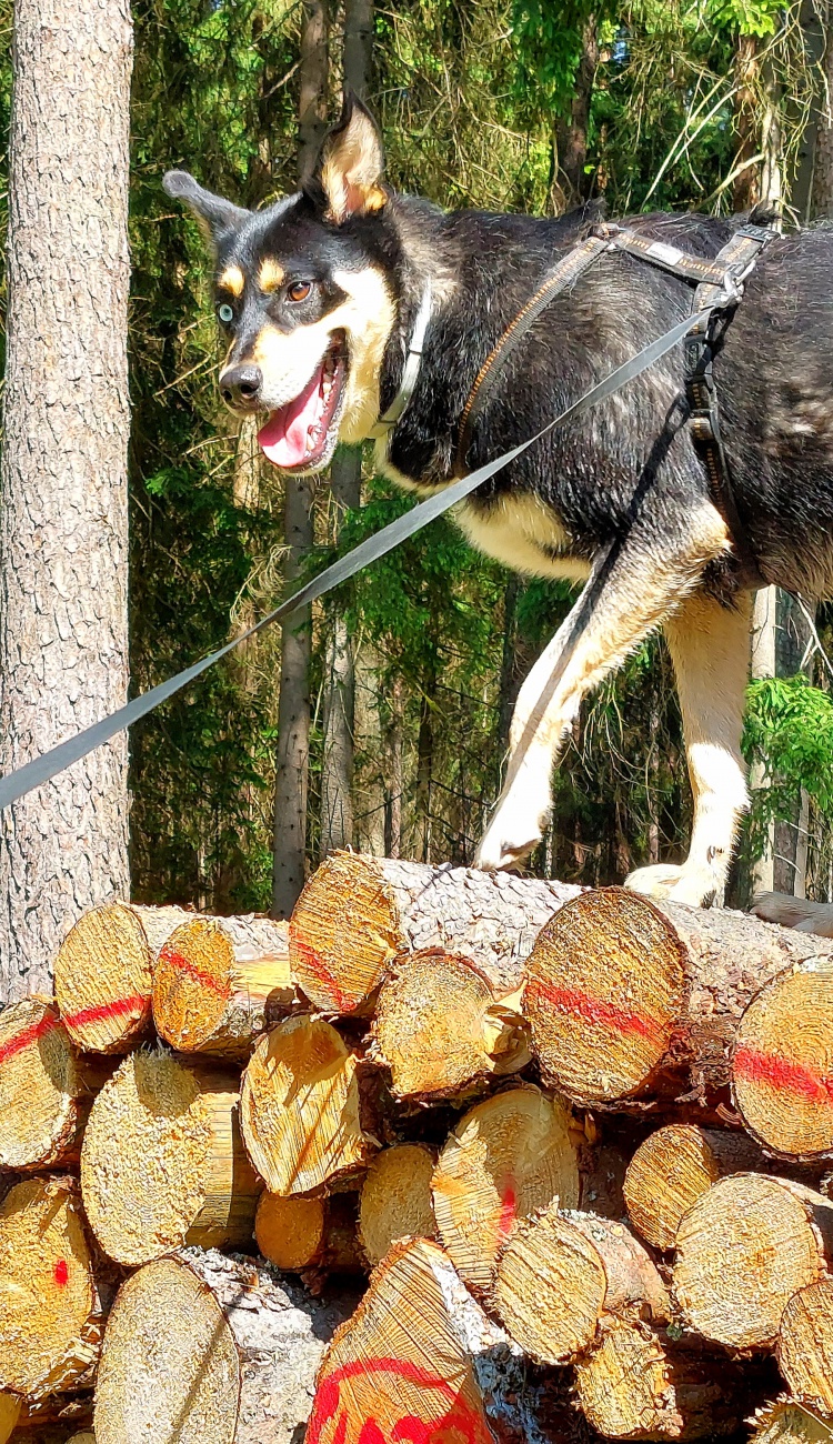 Foto: Martin Zehrer - --- VITO sucht sein Für-Immer-Zuhause! ---<br />
<br />
Rasse: Vermutlich Australian Kelpie<br />
Name: VITO<br />
Alter: Ca. 2-3 Jahre<br />
Fundort: Nähe der Sternwarte Tirschenreuth<br />
<br />
Magisch 