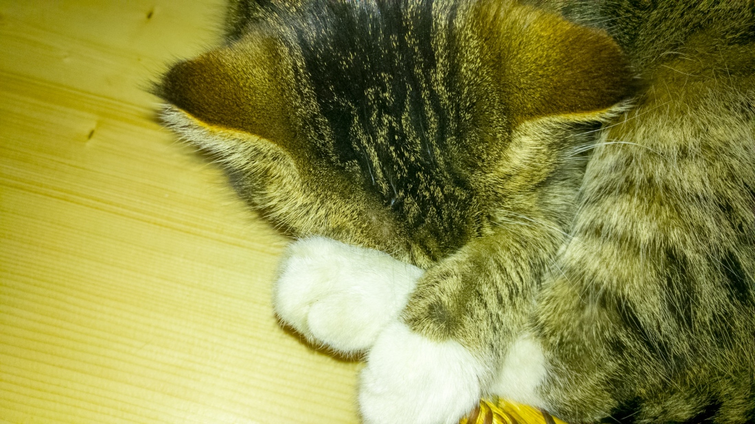 Foto: Martin Zehrer - Katze Maunzi im Winterschlaf! ;-) 
