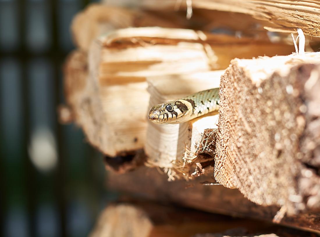 Foto: Martin Zehrer - Einfach mal den Kopf vorstrecken... Eine Ringelnatter guckt gespannt aus einem Holzstoß...<br />
<br />
18. Mai 2019 