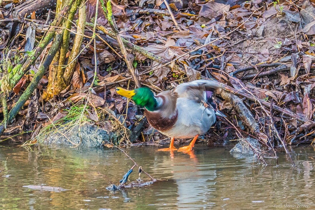 Foto: Martin Zehrer - Traditioneller Weihnachts-Spaziergang um Kemnath rum...<br />
<br />
Schüttel dein Haar... Eine Ente beim Putzen am kemnather Stadtweiher zum 24.12.2018 