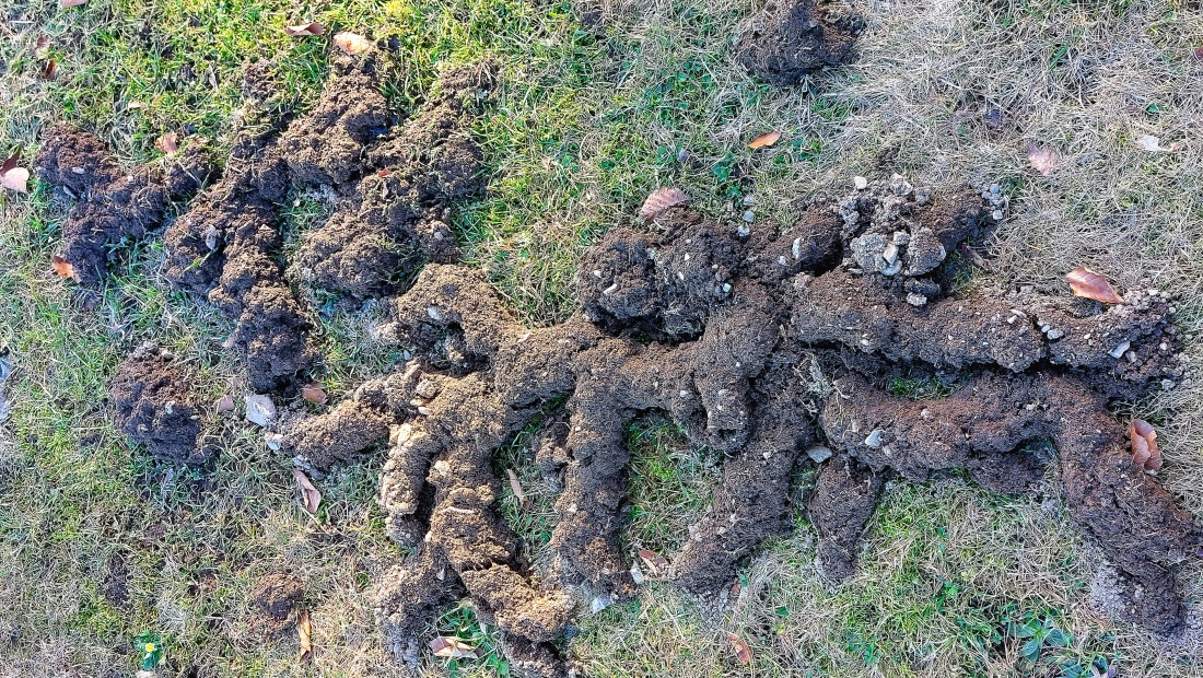 Mäusegänge auf der Wiese am Armesberg

Wer an einem klaren Frühlingstag die Höhen des Armesbergs besucht, entdeckt nicht nur die weithin sichtbare Wallfahrtskirche, sondern auch zahlreiche kleine Spuren tierischen Lebens. Auf den Wiesen rund um den Gipfel zeichnen sich im Gras auffällige Erdstränge und verzweigte Gänge ab. Es handelt sich dabei um die oberflächennahen Lauf und Grabgänge von Mäusen.

Besonders deutlich werden diese Strukturen nach dem Winter. Wenn der Schnee schmilzt, bleiben die unter der Schneedecke angelegten Tunnel als lockere, wurstartige Erdlinien auf der Grasnarbe zurück. Die Tiere nutzen diese geschützten Wege, um sich vor Fressfeinden zu verbergen und auch bei kalten Temperaturen Nahrung zu suchen. Das Gangsystem verläuft oft nur wenige Zentimeter unter der Oberfläche und folgt einem verzweigten Muster mit mehreren Ein und Ausgängen.

In Höhenlagen wie am Armesberg sind vor allem Wühlmäuse verbreitet. Sie ernähren sich von Wurzeln, Gräsern und Kräutern und tragen damit zur natürlichen Durchlüftung des Bodens bei. Auch wenn die Gänge für Spaziergänger ungewohnt aussehen oder den Rasen uneben machen, sind sie ein Zeichen für ein lebendiges Ökosystem. Greifvögel, Füchse und andere Beutegreifer profitieren ebenfalls von der Anwesenheit der kleinen Nager.

Die Wiesen am Armesberg zeigen damit eindrucksvoll, wie eng Natur und Landschaft miteinander verbunden sind. Zwischen Kirche, Wanderwegen und weiten Ausblicken entfaltet sich ein stilles, verborgenes Leben direkt unter unseren Füßen. Wer genauer hinsieht, erkennt in den scheinbar chaotischen Erdspuren ein faszinierendes Netzwerk, das vom regen Treiben kleiner Tiere erzählt.