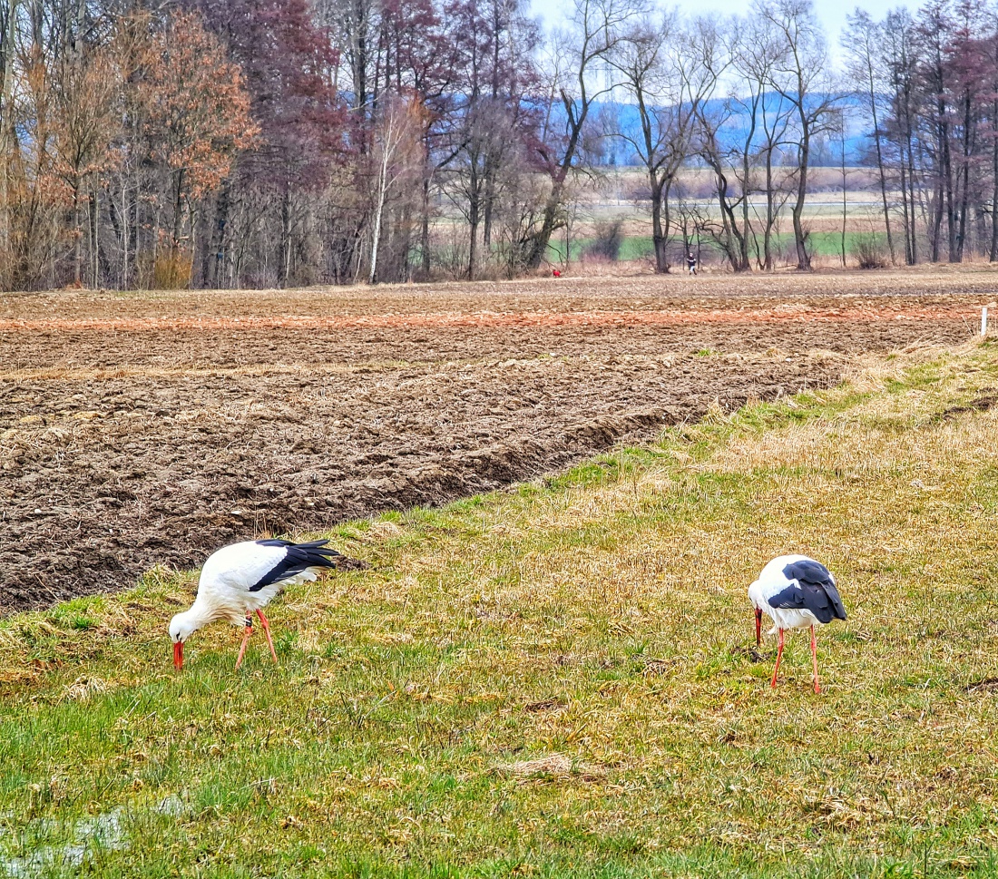 Foto: Jennifer Müller - Die beiden Teilzeit-Kemnather beim Mittags-Buffet auf der Wiese. 