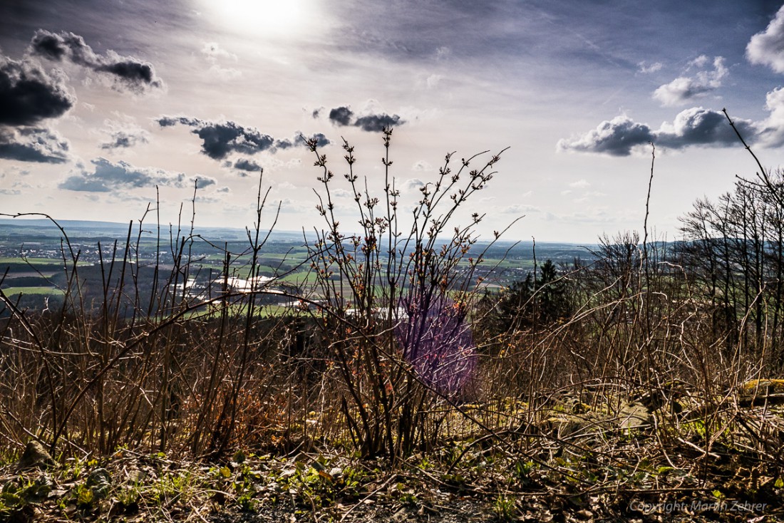 Foto: Martin Zehrer - Frühling auf dem Armesberg. Erste Hummeln fliegen durch die Gegend. Schmetterlinge lassen sich entdecken. Grüne kleine Pflanzen drücken mit aller Kraft durch das Herbstla 