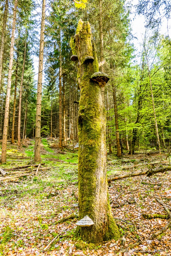 Foto: Martin Zehrer - Ein Baumstamm ist von Schwämmen belagert. Mitten im Wald bei Godas stellt sich dieser Hüne dem Wanderer in den Weg.  
