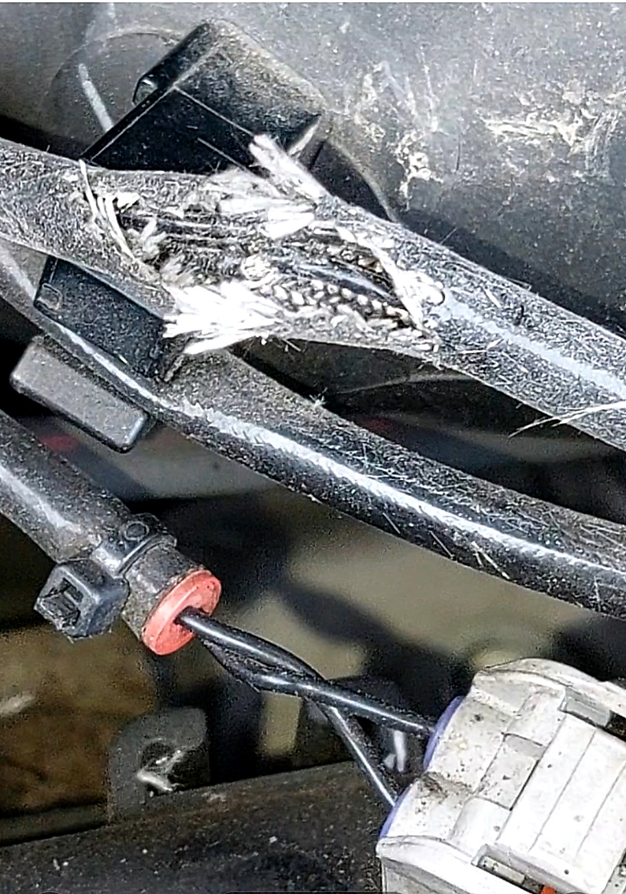 Mitsubishi Marderschaden