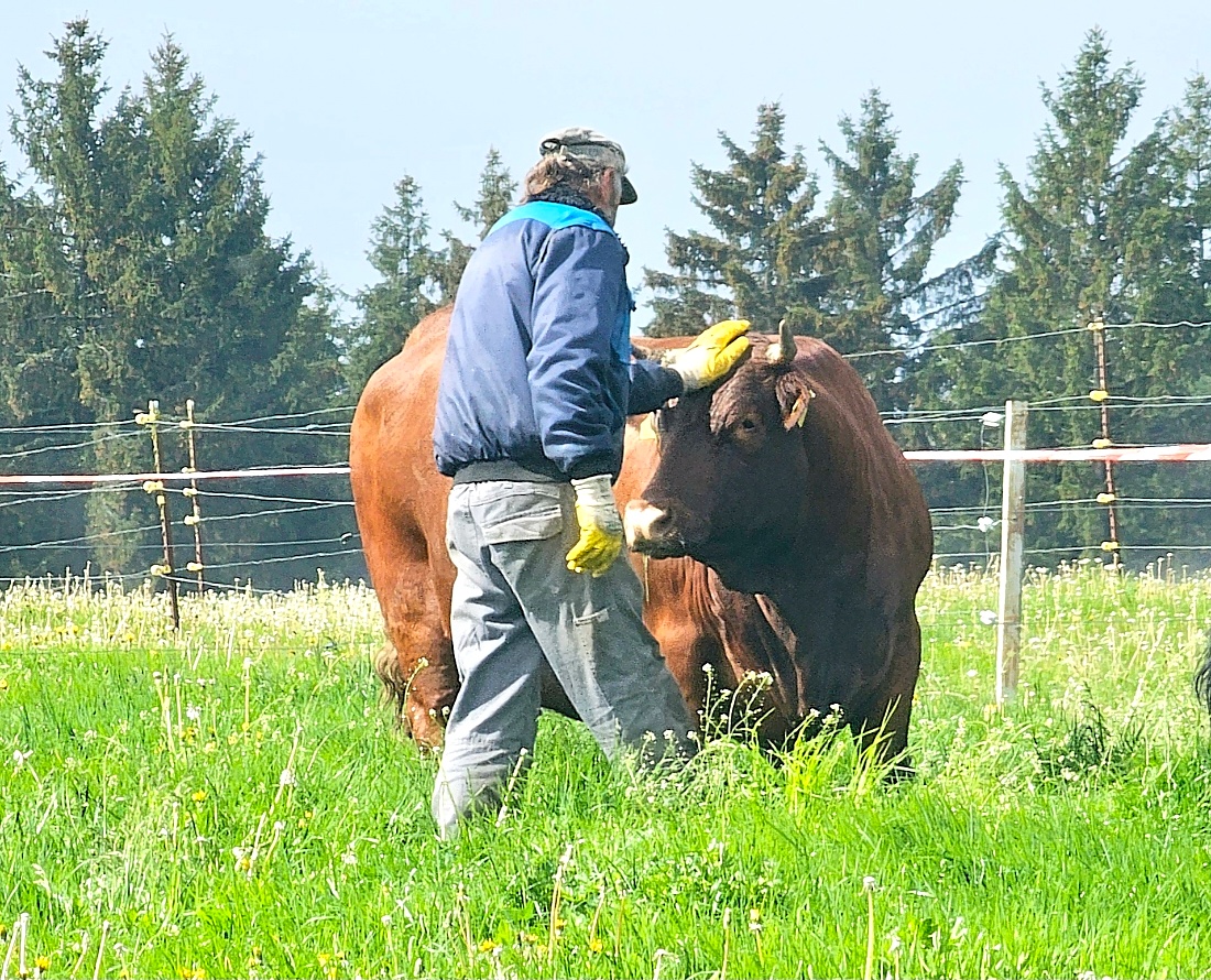 Endlich wieder auf der saftigen Weide...
Vatertag 2026 war es so weit.
Vom Winterquartier aus zogen die Tiere direkt ins frische Gras.
Die Freuden-Sprünge auf Köstlers Bauernhof waren riesig...