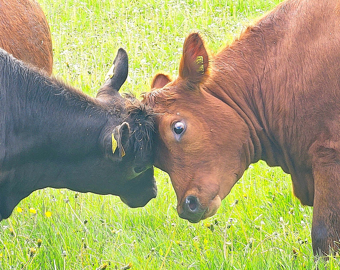 Endlich wieder auf der saftigen Weide...
Vatertag 2026 war es so weit.
Vom Winterquartier aus zogen die Tiere direkt ins frische Gras.
Die Freuden-Sprünge auf Köstlers Bauernhof waren riesig...