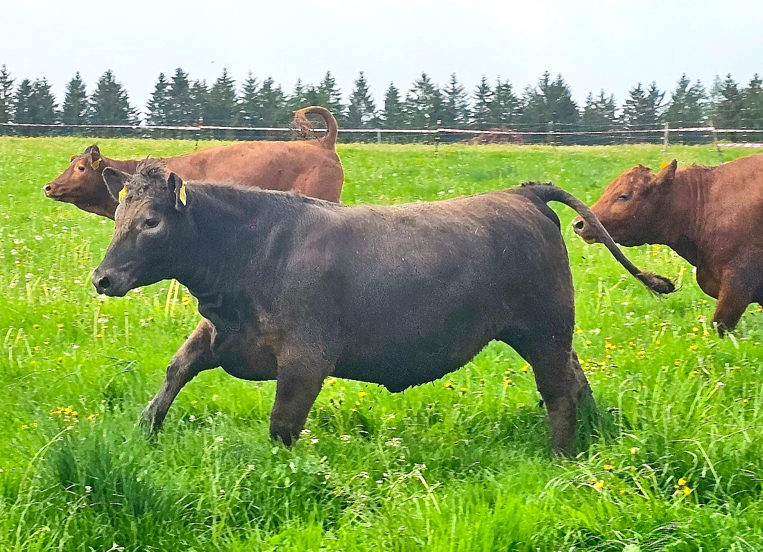 Endlich wieder auf der saftigen Weide...
Vatertag 2026 war es so weit.
Vom Winterquartier aus zogen die Tiere direkt ins frische Gras.
Die Freuden-Sprünge auf Köstlers Bauernhof waren riesig...