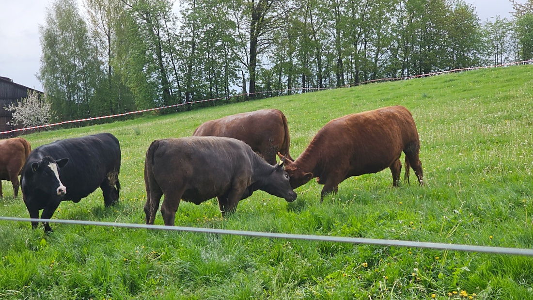 Endlich wieder auf der saftigen Weide...
Vatertag 2026 war es so weit.
Vom Winterquartier aus zogen die Tiere direkt ins frische Gras.
Die Freuden-Sprünge auf Köstlers Bauernhof waren riesig...