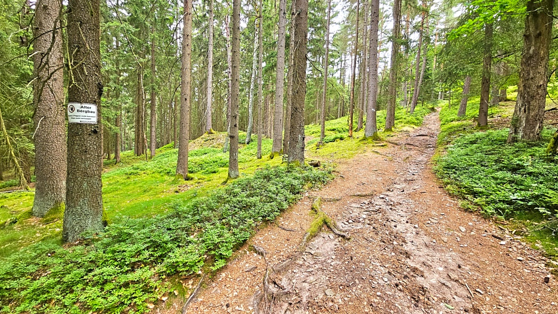 Wanderung zur Gänskopfhütte bei Kirchenpingarten...
Es gibt ca. 800 Meter unterhalb der Gänskopfhütte, nach der Ortschaft  Eckartsreuth,  einen Parkplatz fürs Auto.
Von dort aus gehts dann durch einen mit Stoff-Tieren geschmückten Wald.
Hat man den Anstieg bewältigt, erwartet einen oben die Hütte des FGV.
Betrieben wird diese Hütte mit einer innenliegenden Gaststube und mit Außenbewirtung durch Vereinsmitgliedern des FGV. 
Es gab Kaffee und verschiedene, leckere Kuchen, Bohnensuppe mit Würstchen, Brotzeiten, uvm. zur Auswahl.

Zufällig trafen wir auch noch auf einen herrenlosen, süßen Hund, der später von seinem Herrchen aus dem ca. 4 Kilometer entfernten Kirchenpingarten abgeholt wurde.
Bis zur Abholung hielten wir den Vierbeiner mit Würstchen aus meiner Bohnensuppe und einer geliehenen Hundeleine bei Laune.
Ausfindig gemacht wurde das Herrchen durch einen Aufruf und Bilder der netten Hütten-Wirtin in den sozialen Medien bzw. im FGV-Netzwerk.