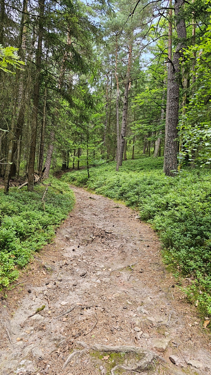 Wanderung zur Gänskopfhütte bei Kirchenpingarten...
Es gibt ca. 800 Meter unterhalb der Gänskopfhütte, nach der Ortschaft  Eckartsreuth,  einen Parkplatz fürs Auto.
Von dort aus gehts dann durch einen mit Stoff-Tieren geschmückten Wald.
Hat man den Anstieg bewältigt, erwartet einen oben die Hütte des FGV.
Betrieben wird diese Hütte mit einer innenliegenden Gaststube und mit Außenbewirtung durch Vereinsmitgliedern des FGV. 
Es gab Kaffee und verschiedene, leckere Kuchen, Bohnensuppe mit Würstchen, Brotzeiten, uvm. zur Auswahl.

Zufällig trafen wir auch noch auf einen herrenlosen, süßen Hund, der später von seinem Herrchen aus dem ca. 4 Kilometer entfernten Kirchenpingarten abgeholt wurde.
Bis zur Abholung hielten wir den Vierbeiner mit Würstchen aus meiner Bohnensuppe und einer geliehenen Hundeleine bei Laune.
Ausfindig gemacht wurde das Herrchen durch einen Aufruf und Bilder der netten Hütten-Wirtin in den sozialen Medien bzw. im FGV-Netzwerk.