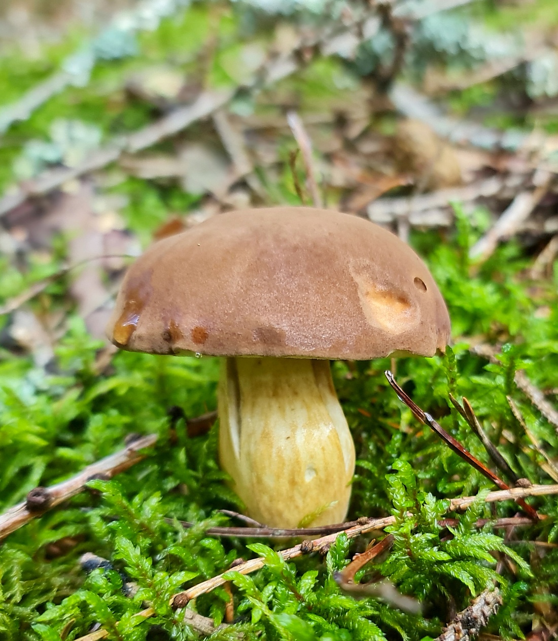Wunderbarer Herbst-Spaziergang durch den Wald