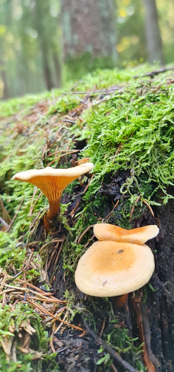 Wunderbarer Herbst-Spaziergang durch den Wald